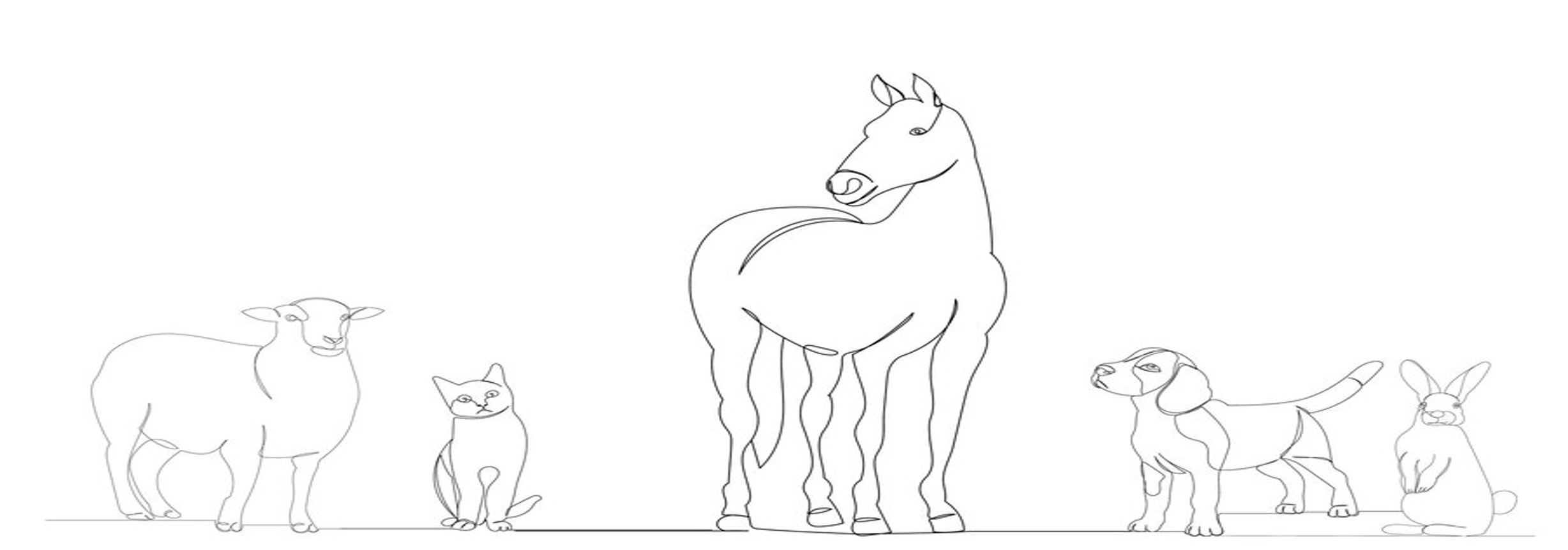 animals
