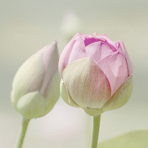 Feminine life